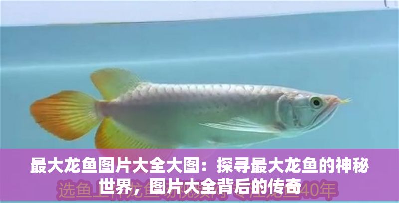 最大龍魚圖片大全大圖：探尋最大龍魚的神秘世界，圖片大全背后的傳奇 最大龍魚圖片大全大圖：探尋最大龍魚的神秘世界，圖片大全背后的傳奇 龍魚百科 第1張
