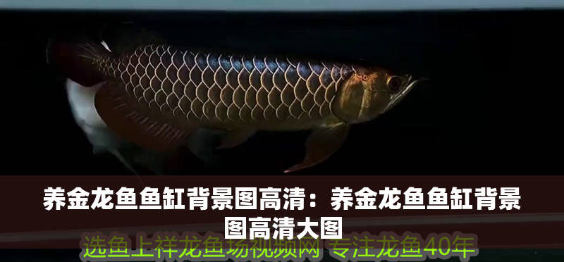 養(yǎng)金龍魚魚缸背景圖高清：養(yǎng)金龍魚魚缸背景圖高清大圖
