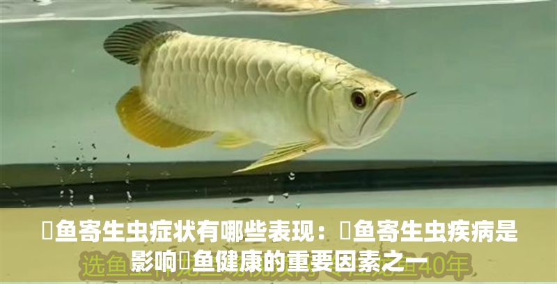 魟魚寄生蟲癥狀有哪些表現：魟魚寄生蟲疾病是影響魟魚健康的重要因素之一
