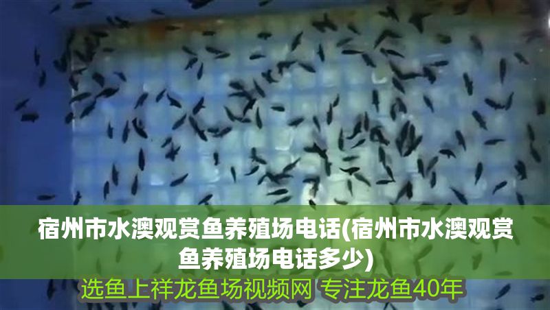 宿州市水澳觀賞魚養(yǎng)殖場(chǎng)電話(宿州市水澳觀賞魚養(yǎng)殖場(chǎng)電話多少)