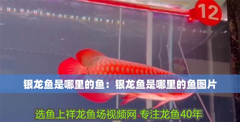 銀龍魚是哪里的魚：銀龍魚是哪里的魚圖片