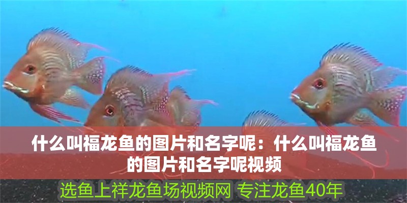 什么叫福龍魚的圖片和名字呢：什么叫福龍魚的圖片和名字呢視頻