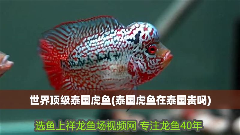 世界頂級泰國虎魚(泰國虎魚在泰國貴嗎)
