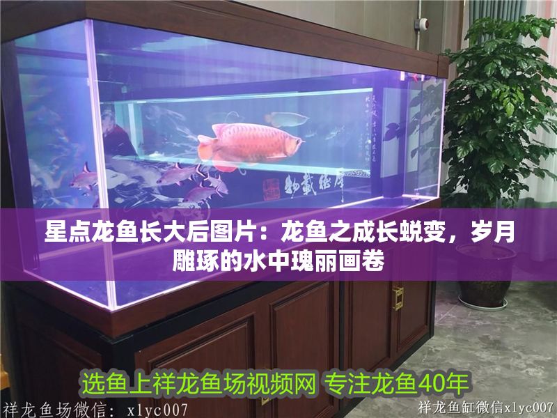 星點龍魚長大后圖片：龍魚之成長蛻變，歲月雕琢的水中瑰麗畫卷