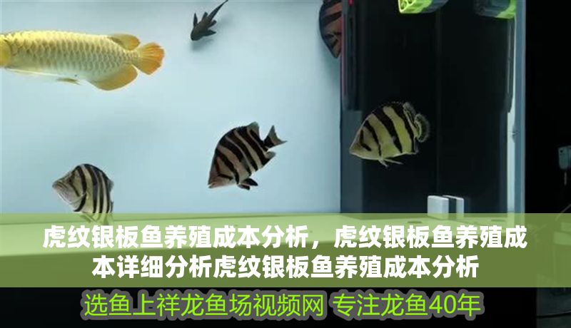 虎紋銀板魚養殖成本分析，虎紋銀板魚養殖成本詳細分析虎紋銀板魚養殖成本分析