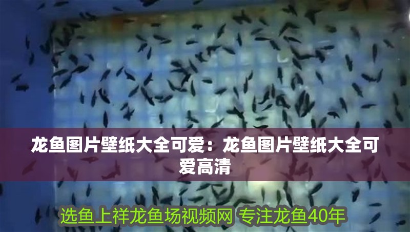 龍魚(yú)圖片壁紙大全可愛(ài)：龍魚(yú)圖片壁紙大全可愛(ài)高清