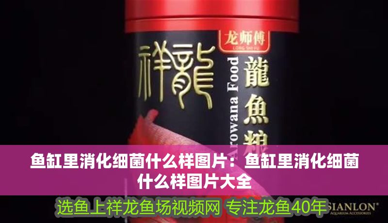 魚缸里消化細(xì)菌什么樣圖片：魚缸里消化細(xì)菌什么樣圖片大全
