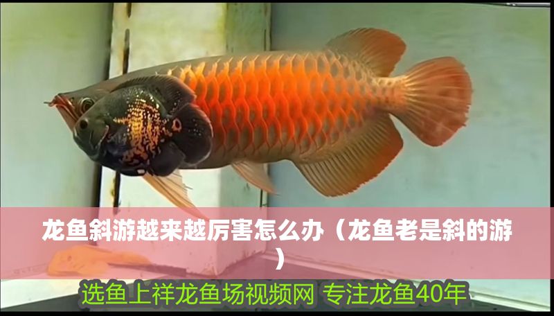 龍魚斜游越來越厲害怎么辦（龍魚老是斜的游）