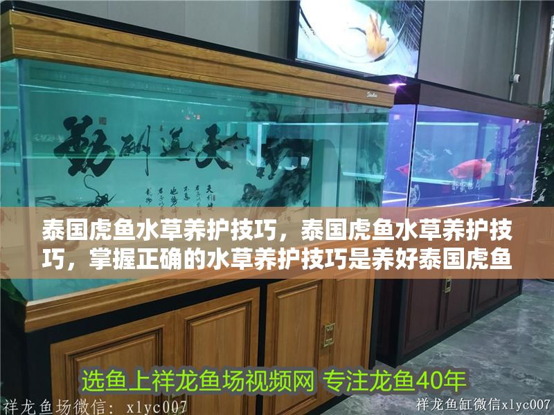泰國虎魚水草養(yǎng)護(hù)技巧，泰國虎魚水草養(yǎng)護(hù)技巧，掌握正確的水草養(yǎng)護(hù)技巧是養(yǎng)好泰國虎魚的關(guān)鍵