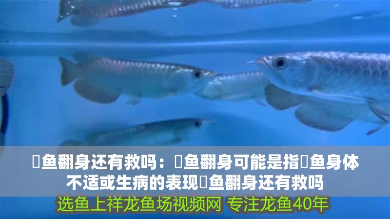 魟魚翻身還有救嗎：魟魚翻身可能是指魟魚身體不適或生病的表現魟魚翻身還有救嗎 魟魚翻身還有救嗎：魟魚翻身可能是指魟魚身體不適或生病的表現魟魚翻身還有救嗎 魟魚百科 第2張