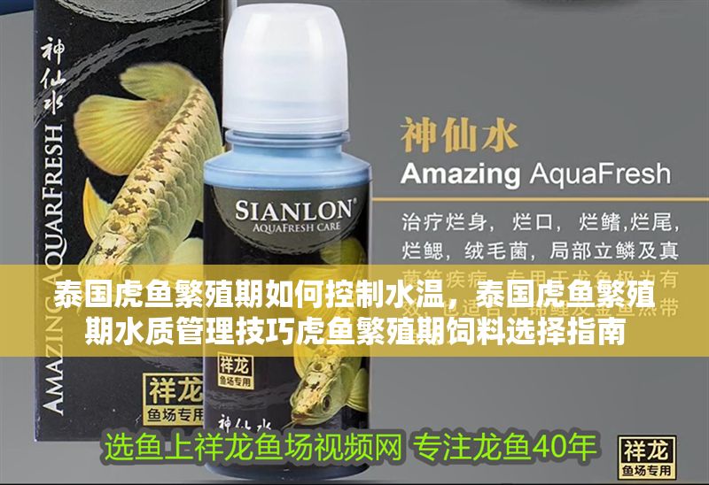 泰國虎魚繁殖期如何控制水溫，泰國虎魚繁殖期水質(zhì)管理技巧虎魚繁殖期飼料選擇指南