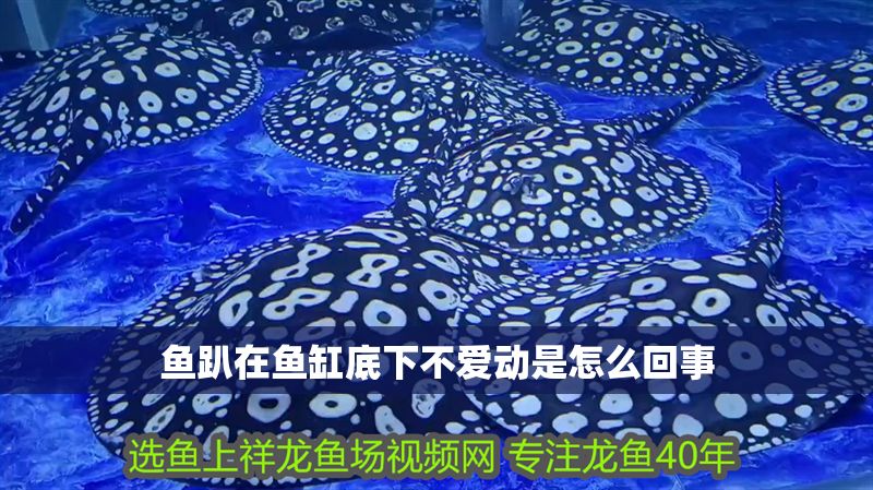 魚趴在魚缸底下不愛動(dòng)是怎么回事