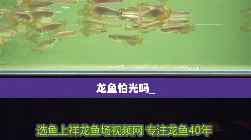 龍魚怕光嗎_