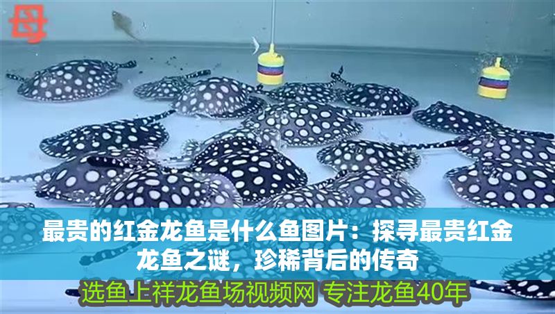 最貴的紅金龍魚是什么魚圖片：探尋最貴紅金龍魚之謎，珍稀背后的傳奇