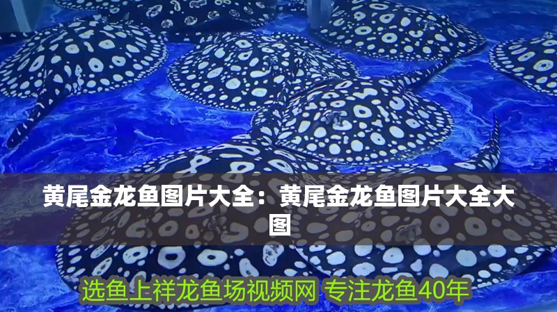 黃尾金龍魚圖片大全：黃尾金龍魚圖片大全大圖