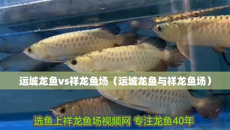 運城龍魚vs祥龍魚場（運城龍魚與祥龍魚場）