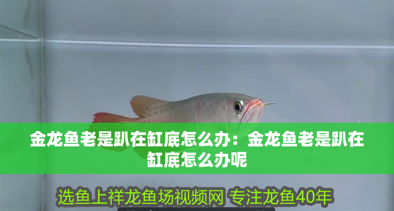 金龍魚老是趴在缸底怎么辦：金龍魚老是趴在缸底怎么辦呢