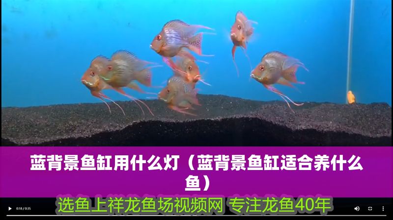 藍(lán)背景魚缸用什么燈（藍(lán)背景魚缸適合養(yǎng)什么魚）