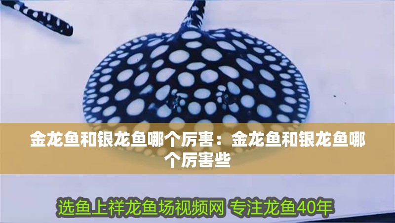 金龍魚與紅龍魚哪個貴