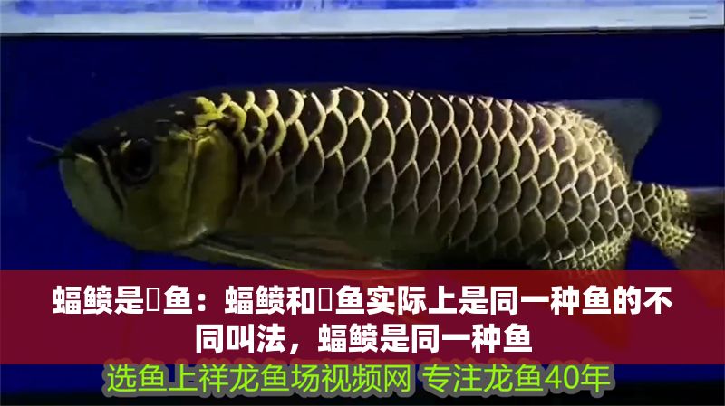 蝠鲼是魟魚：蝠鲼和魟魚實際上是同一種魚的不同叫法，蝠鲼是同一種魚