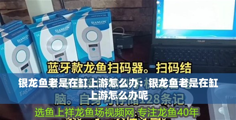銀龍魚老是在缸上游怎么辦：銀龍魚老是在缸上游怎么辦呢