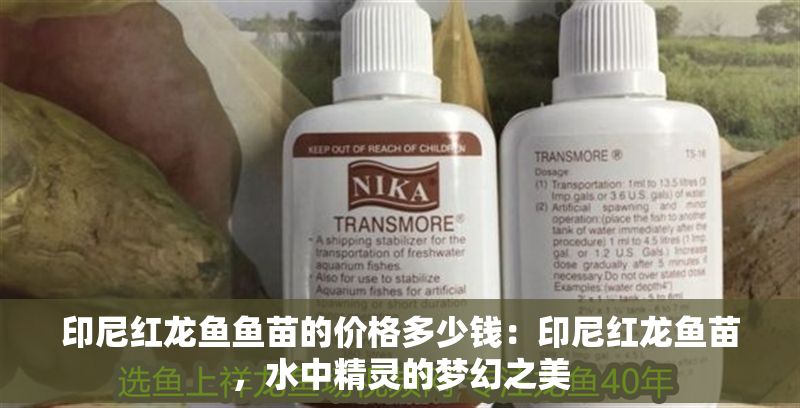 印尼紅龍魚魚苗的價格多少錢：印尼紅龍魚苗，水中精靈的夢幻之美