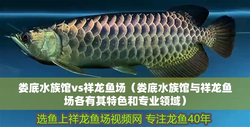 婁底水族館vs祥龍魚場（婁底水族館與祥龍魚場各有其特色和專業(yè)領(lǐng)域）