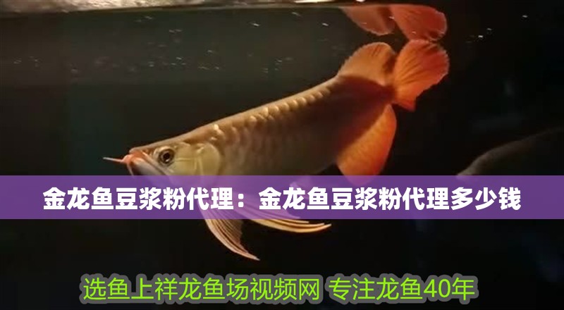 金龍魚豆漿粉代理：金龍魚豆漿粉代理多少錢