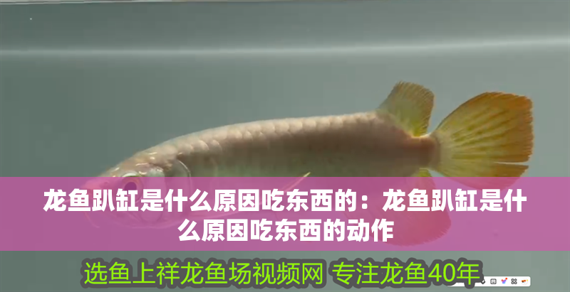 龍魚趴缸是什么原因吃東西的：龍魚趴缸是什么原因吃東西的動作