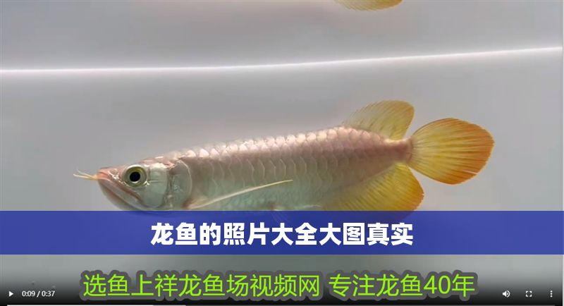 龍魚的照片大全大圖真實