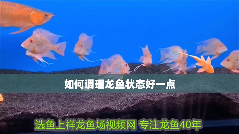 如何調理龍魚狀態好一點