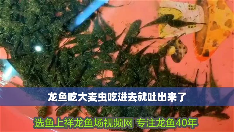 龍魚吃大麥蟲吃進(jìn)去就吐出來了