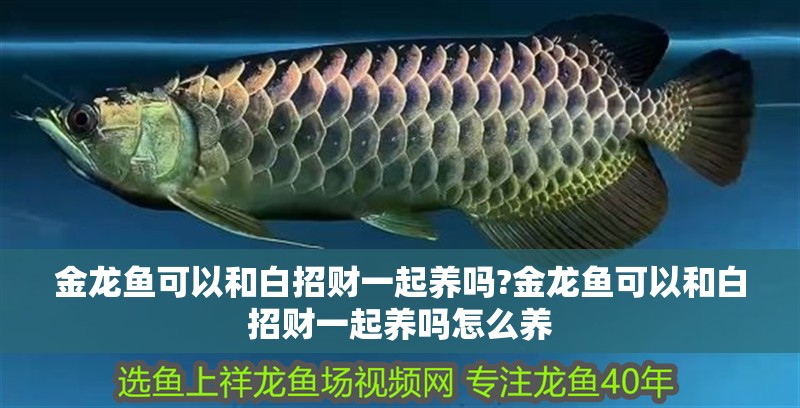 金龍魚可以和白招財一起養(yǎng)嗎?金龍魚可以和白招財一起養(yǎng)嗎怎么養(yǎng)