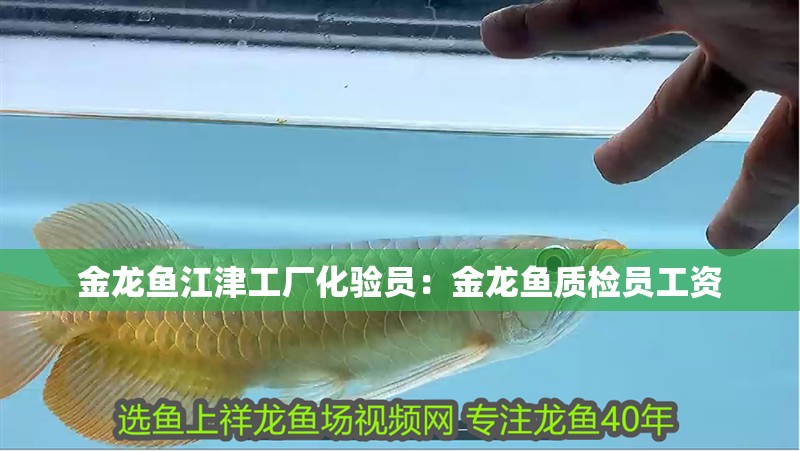 金龍魚江津工廠化驗員：金龍魚質檢員工資