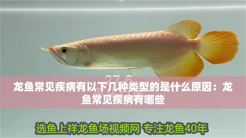 龍魚常見疾病有以下幾種類型的是什么原因：龍魚常見疾病有哪些
