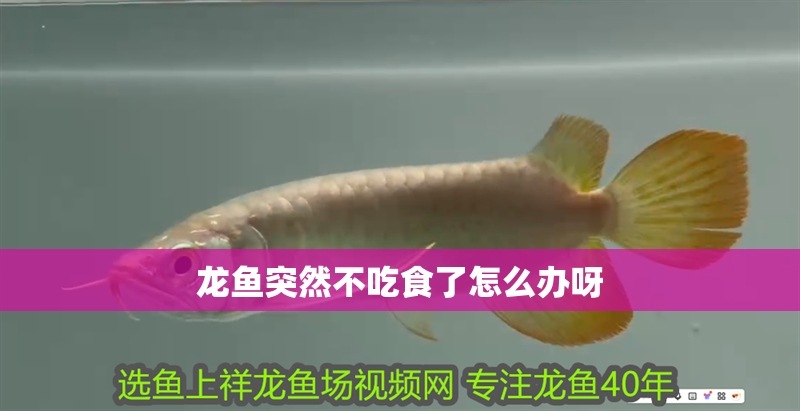 龍魚突然不吃食了怎么辦呀
