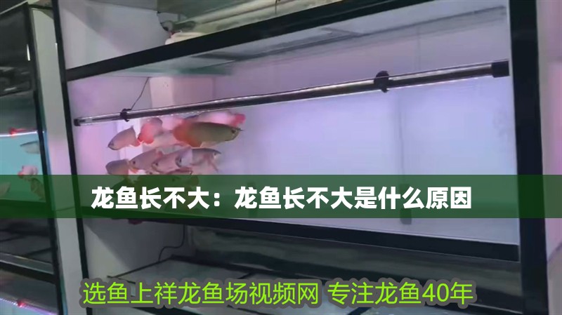 龍魚長不大：龍魚長不大是什么原因