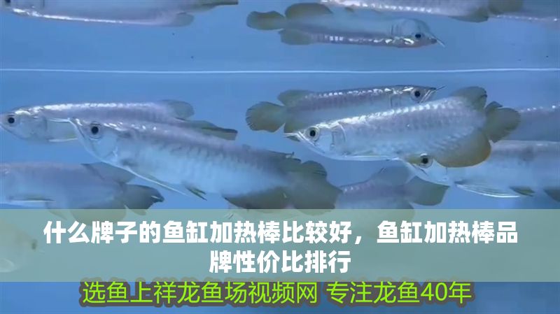 什么牌子的魚缸加熱棒比較好，魚缸加熱棒品牌性價比排行