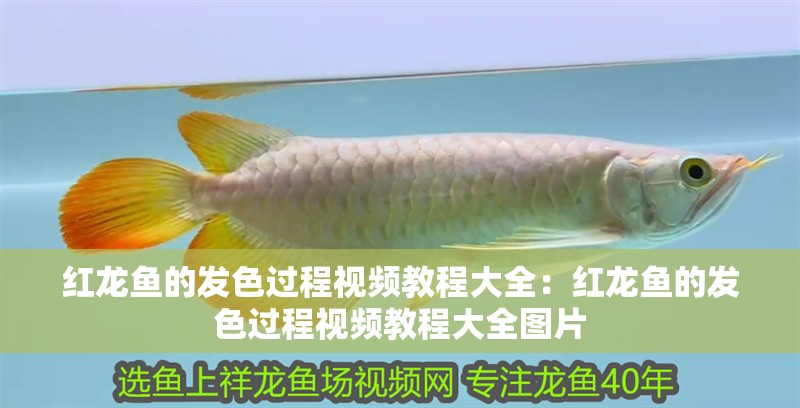 紅龍魚的發色過程視頻教程大全：紅龍魚的發色過程視頻教程大全圖片