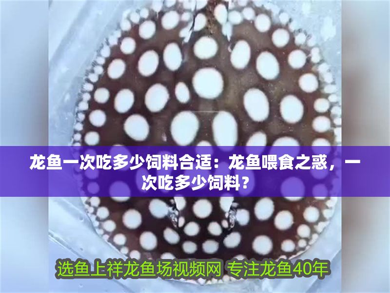 龍魚一次吃多少飼料合適：龍魚喂食之惑，一次吃多少飼料？