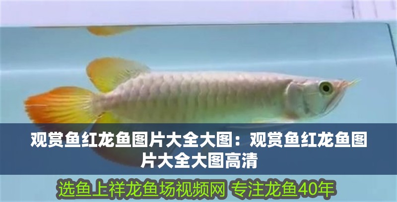 觀賞魚紅龍魚圖片大全大圖：觀賞魚紅龍魚圖片大全大圖高清