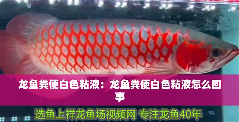 龍魚糞便白色粘液：龍魚糞便白色粘液怎么回事