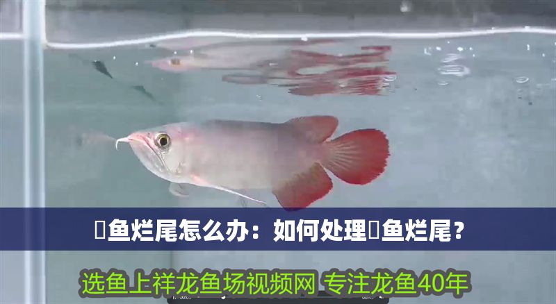 魟魚爛尾怎么辦：如何處理魟魚爛尾？