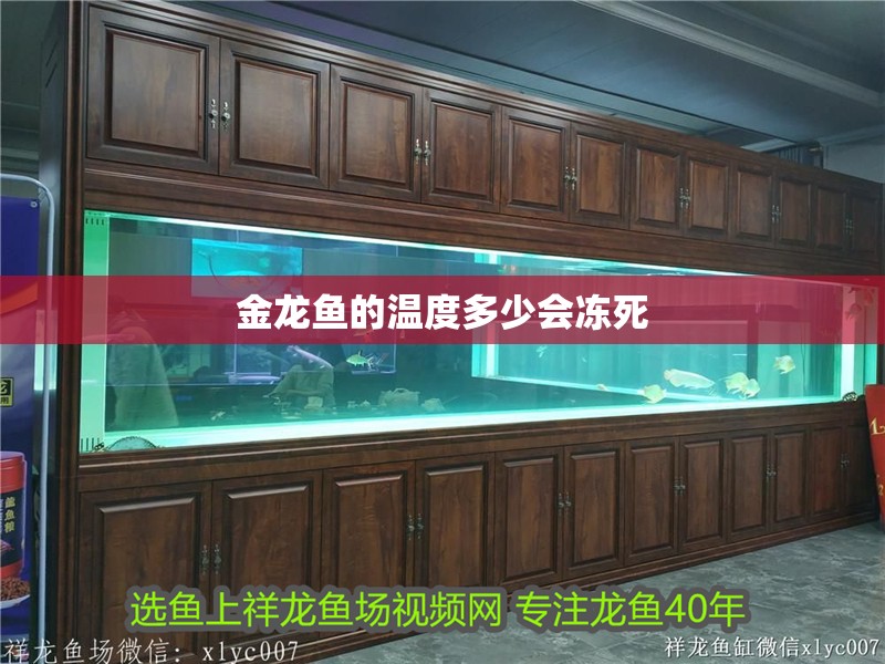 金龍魚的溫度多少會凍死