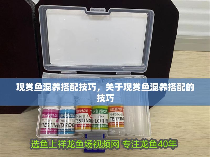 觀賞魚混養搭配技巧，關于觀賞魚混養搭配的技巧