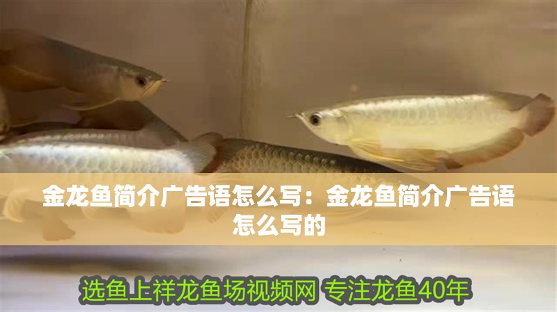 金龍魚簡介廣告語怎么寫：金龍魚簡介廣告語怎么寫的