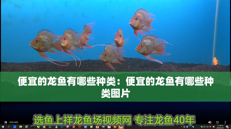 便宜的龍魚有哪些種類：便宜的龍魚有哪些種類圖片