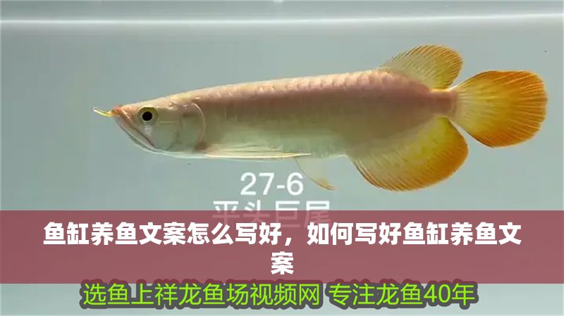 魚缸養魚文案怎么寫好，如何寫好魚缸養魚文案