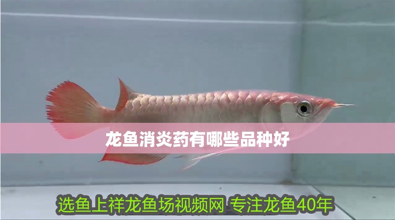 龍魚消炎藥有哪些品種好