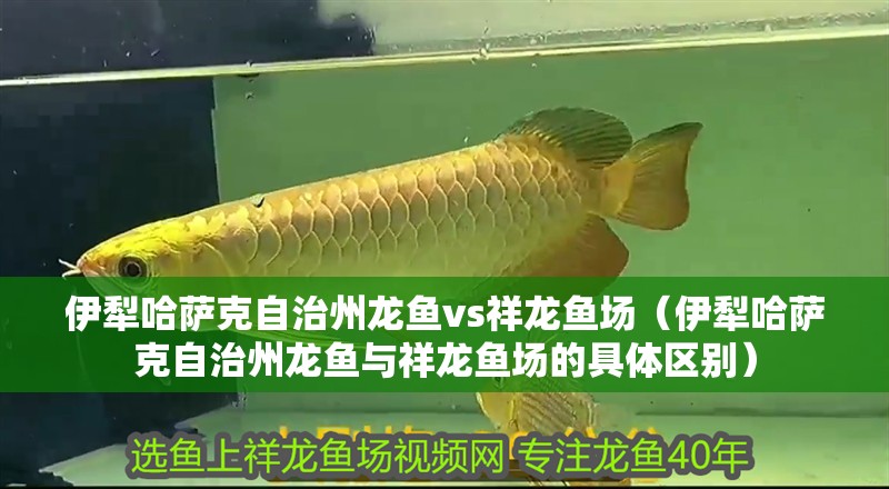 伊犁哈薩克自治州龍魚vs祥龍魚場（伊犁哈薩克自治州龍魚與祥龍魚場的具體區(qū)別）